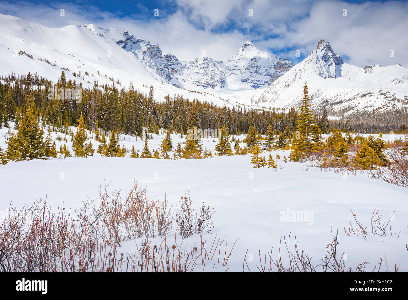 Face est du mont Athabasca dans les Rocheuses canadiennes, Alberta, Canada Banque D'Images