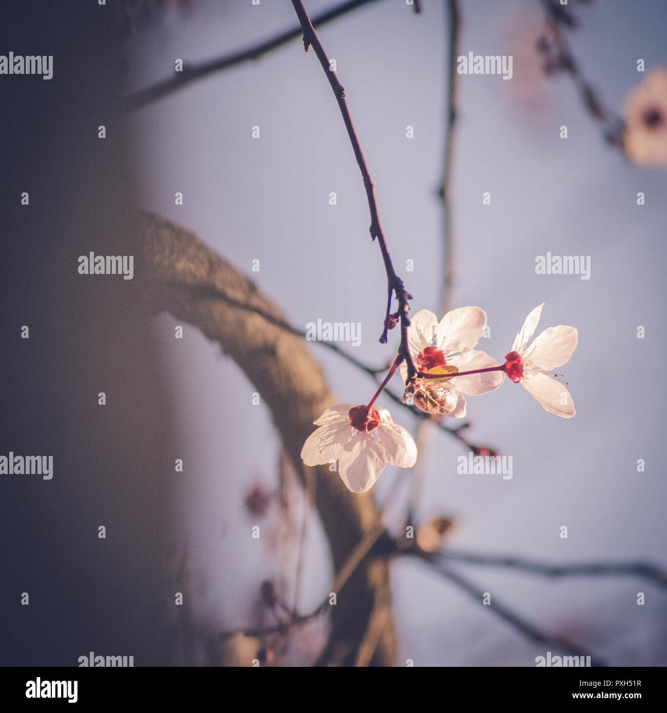 Sakura Blossom Banque D'Images