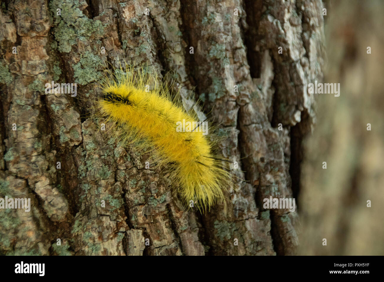 Un jeune Américain Dagger Moth Caterpillar dans un arbre. Cette chenille a de longs cheveux noirs qui peuvent laisser des marques de brûlure. Banque D'Images