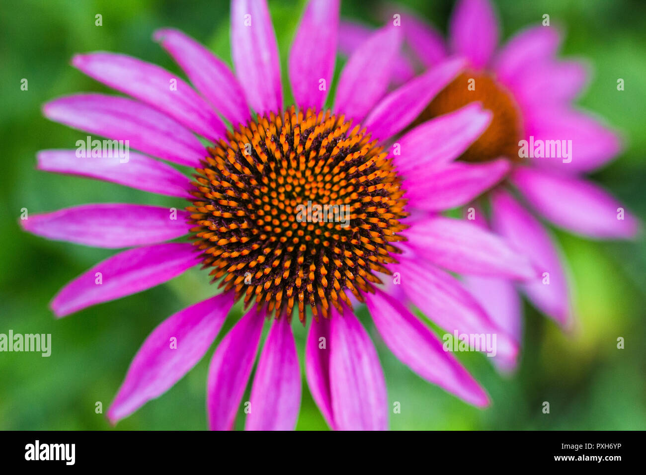 Rudbeckia rose avec coeur orange sur un fond vert close-up Banque D'Images