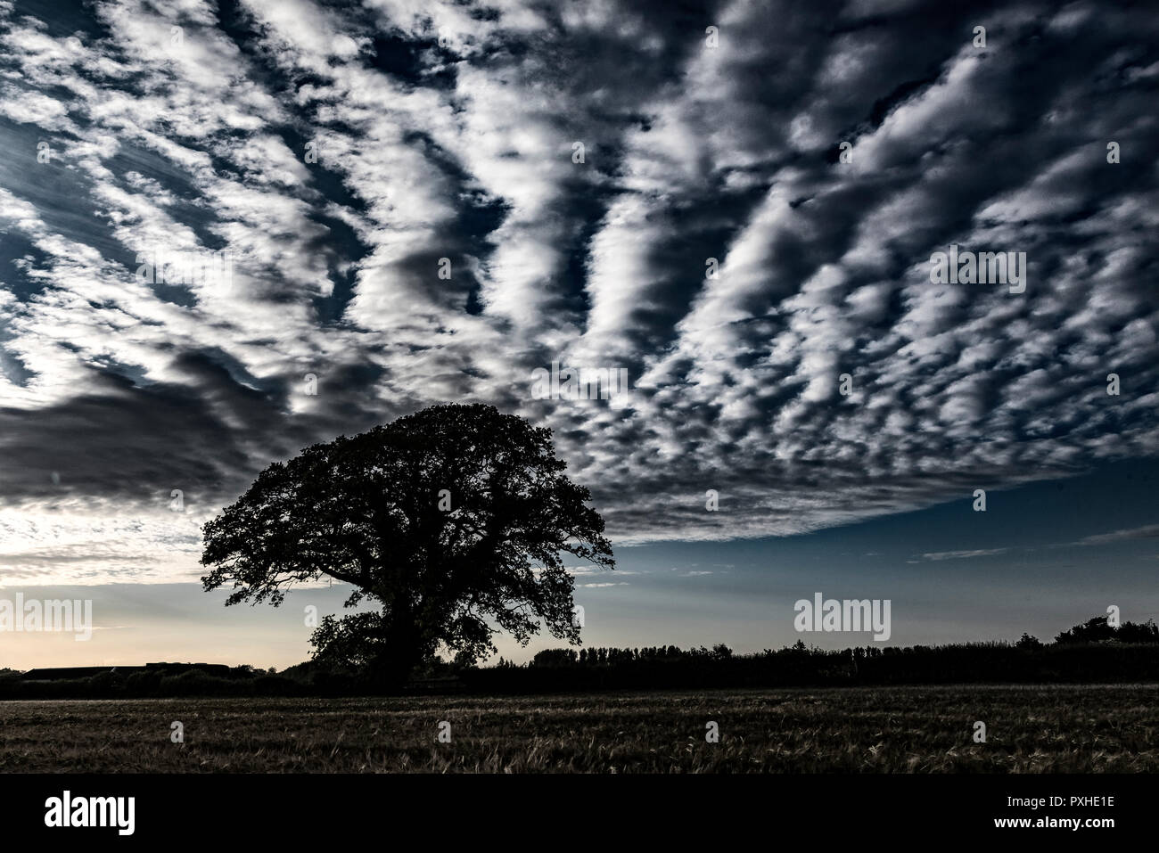 Arbre de chêne anglais avec nuages spectaculaires Banque D'Images