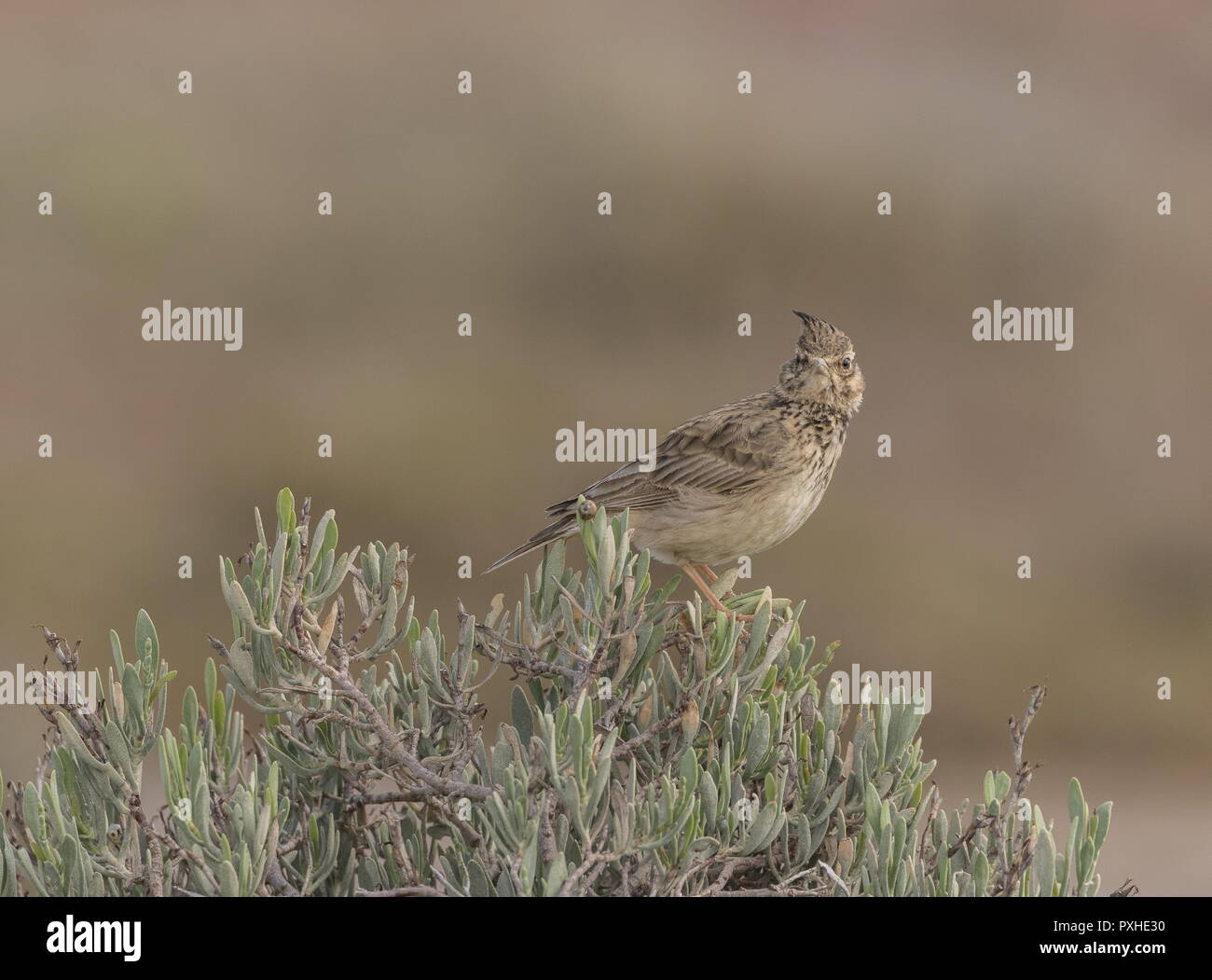 Galerida cristata Crested lark,, perché sur bush à saltmarsh au printemps, le Portugal. Banque D'Images