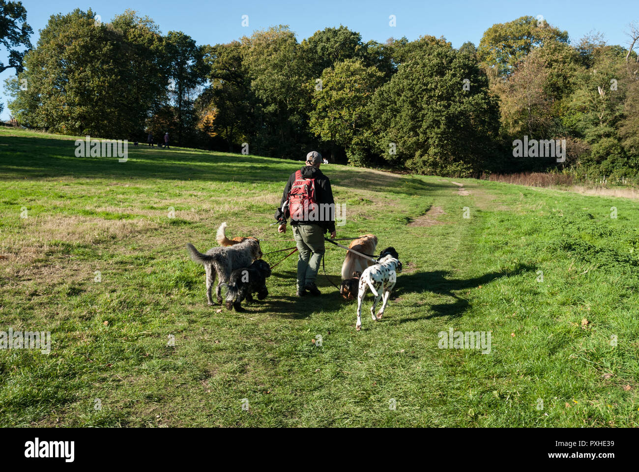 Un chien walker prendre six chiens en laisse courir sur Hampstead Heath/ Kenwood. Journée ensoleillée au début de l'automne. Banque D'Images