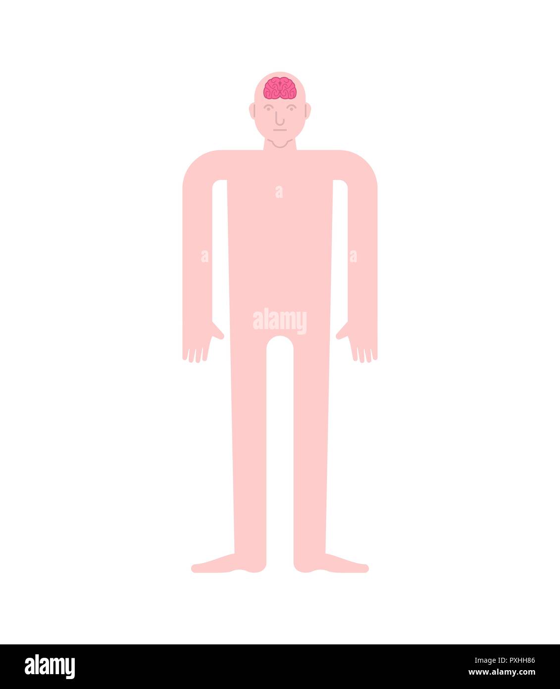 Braiin en tête l'anatomie humaine. Les organes internes. Systems de l'homme corps et organes. systèmes médicaux. vector illustration Illustration de Vecteur