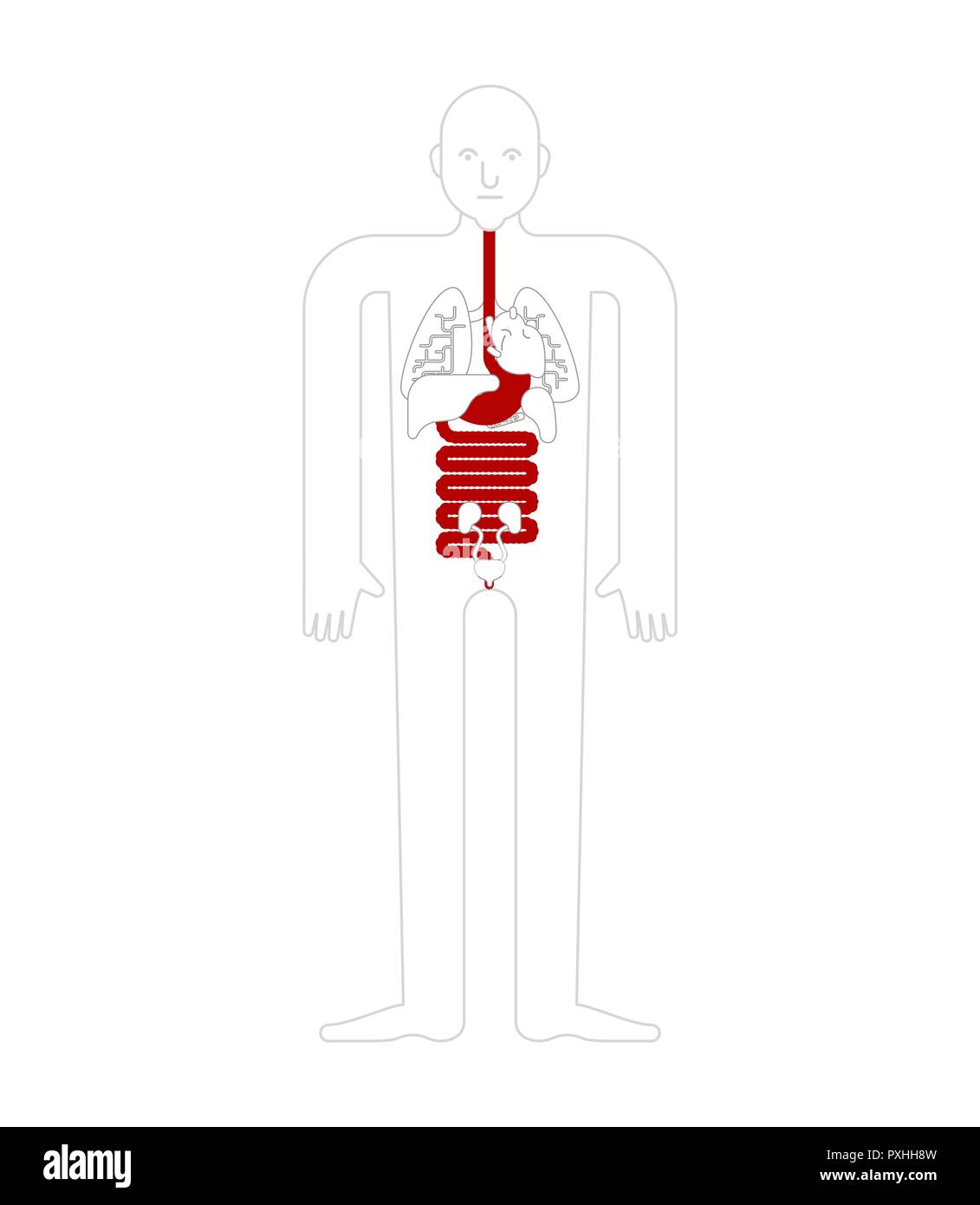 L'estomac et l'œsophage et du rectum anatomie humaine. Les organes internes de l'appareil digestif. Systems de l'homme corps et organes. systèmes médicaux. vector illust Illustration de Vecteur