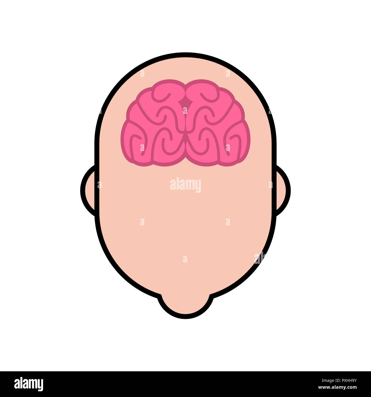 Braiin en tête l'anatomie humaine. Organes internes. vector illustration Illustration de Vecteur