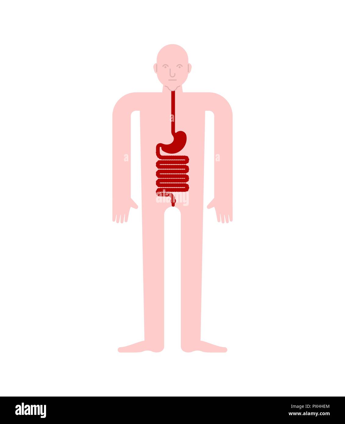 L'estomac et l'œsophage et du rectum anatomie humaine. Les organes internes de l'appareil digestif. Systems de l'homme corps et organes. systèmes médicaux. vector illust Illustration de Vecteur