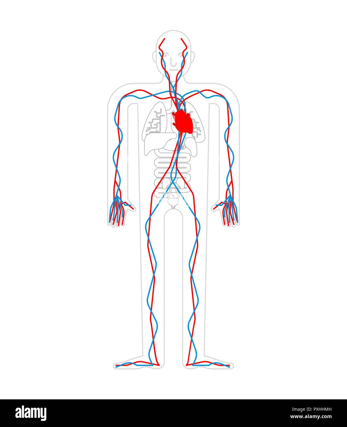 Le système circulatoire. Cœur et les vaisseaux sanguins. L'artère aorte et l'anatomie humaine. Les organes internes. Systems de l'homme corps et organes. vector illustration Illustration de Vecteur