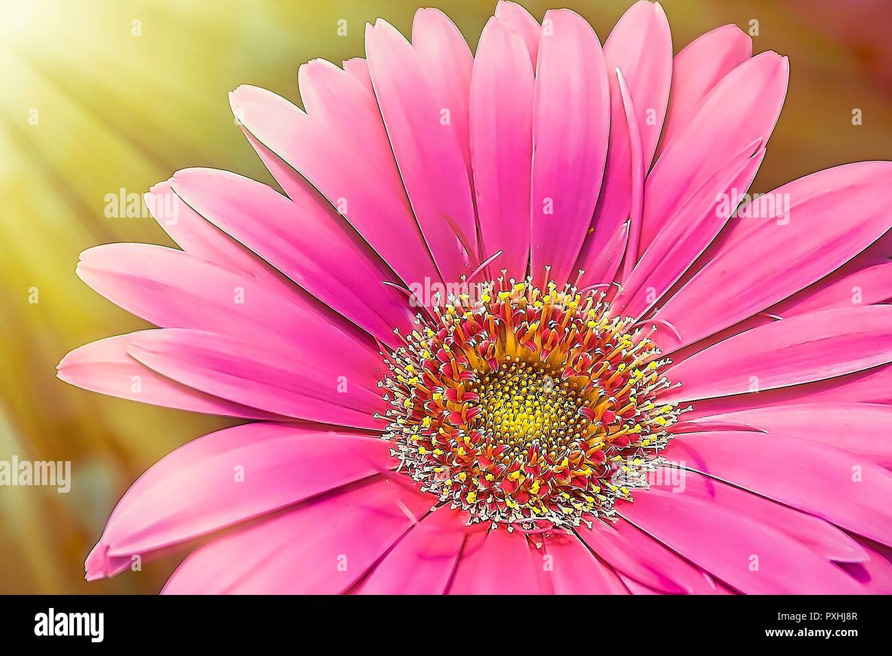 Daisy rose fleur en pleine floraison.les rayons du soleil en arrière-plan. Isolées. Le point de droit. Banque D'Images