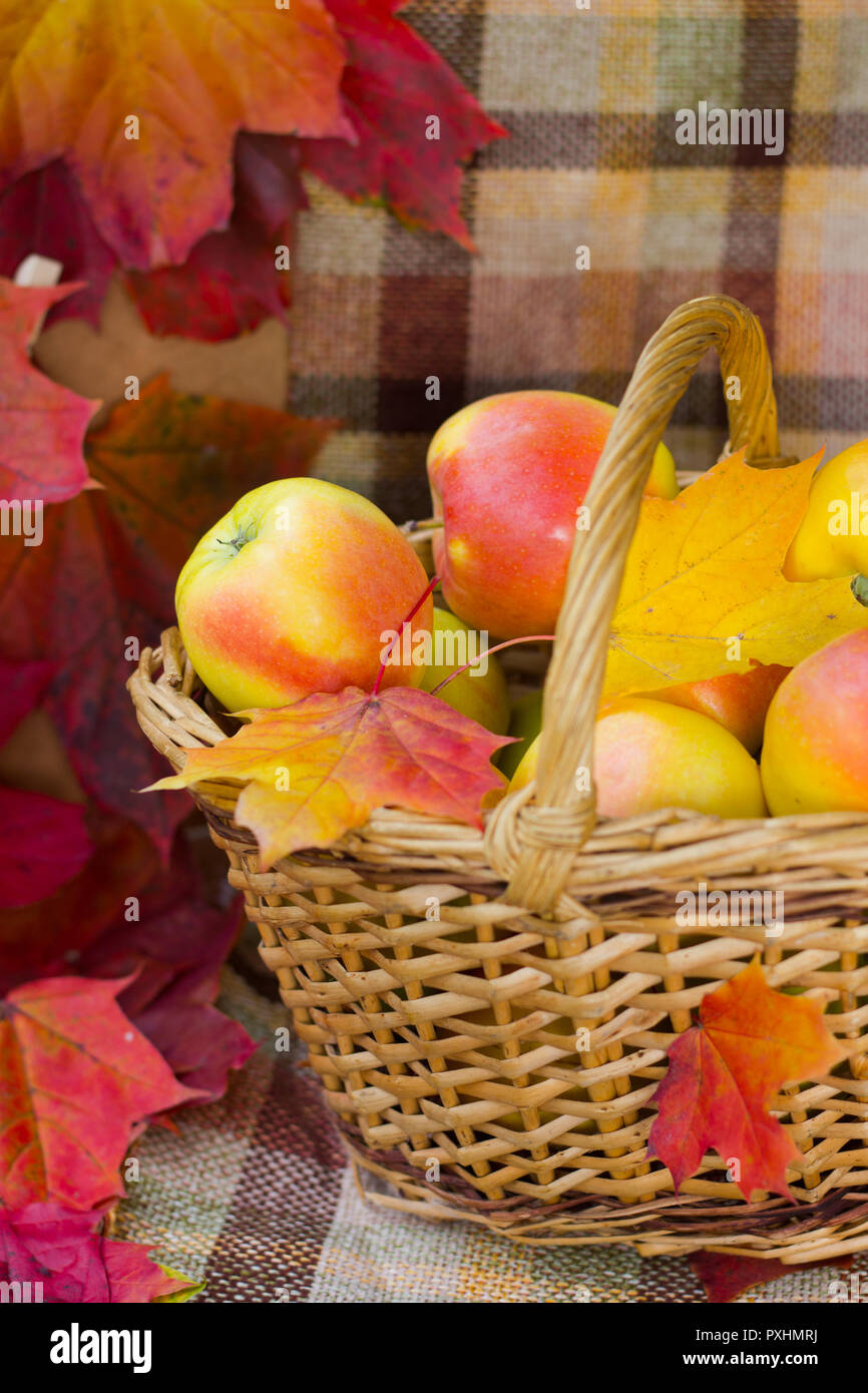 Panier en osier avec des pommes. Chasse d'automne. Délicieux pommes. La récolte Banque D'Images