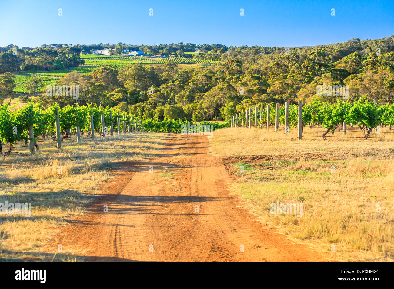 Vignoble australien. Route de Campagne et vignoble de rangées de raisins blancs. Dans la région de Margaret River Wilyabrup connu sous le nom de la région viticole d'Australie occidentale. Beau paysage à la lumière du jour. Banque D'Images