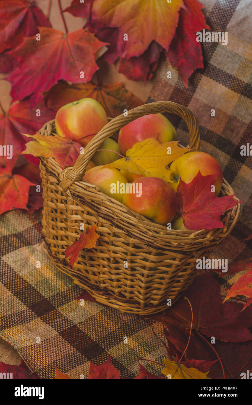 Panier en osier avec des pommes. Chasse d'automne. Délicieux pommes. La récolte Banque D'Images