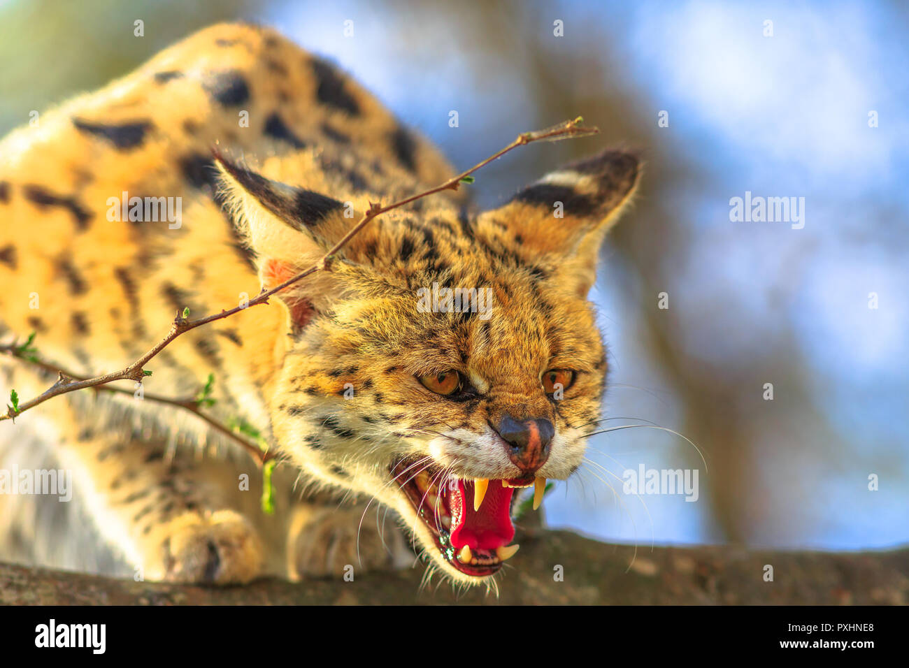 Gros Plan Du Serval Tres En Colere Sur Un Arbre Dans La Nature De L Habitat Le Nom Scientifique Est Leptailurus Serval Le Serval Est Un Chouette Chat Sauvage Originaire D Afrique Photo Stock