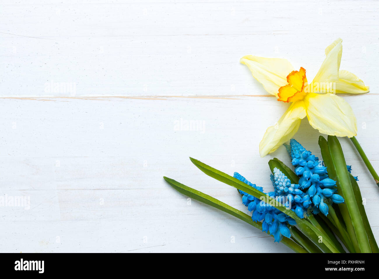 Jonquille et jacinthes fleurs de printemps sur le vieux fond de bois blanc. Télévision jeter dessus. Copie de l'espace sur la gauche. Banque D'Images