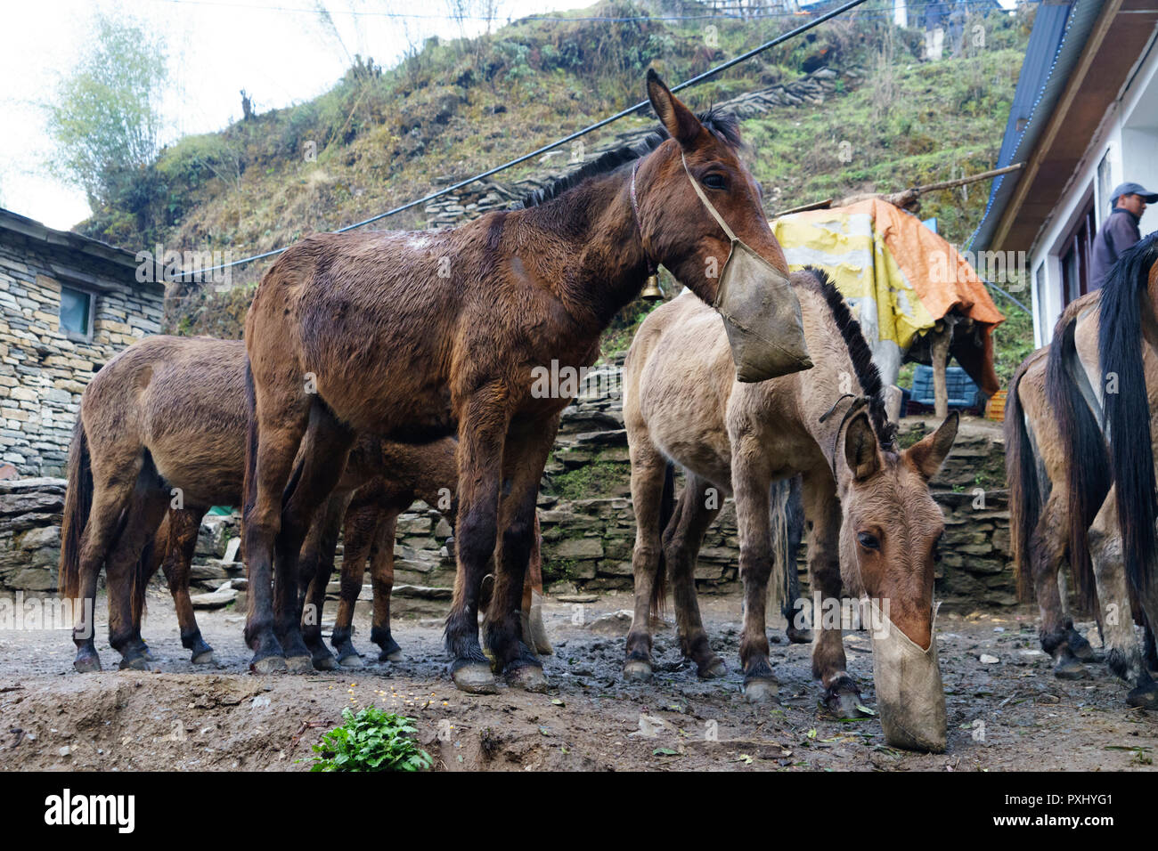 Mules de fret mangeant de nez sacs, Tadapani, région de l'Annapurna, au Népal. Banque D'Images