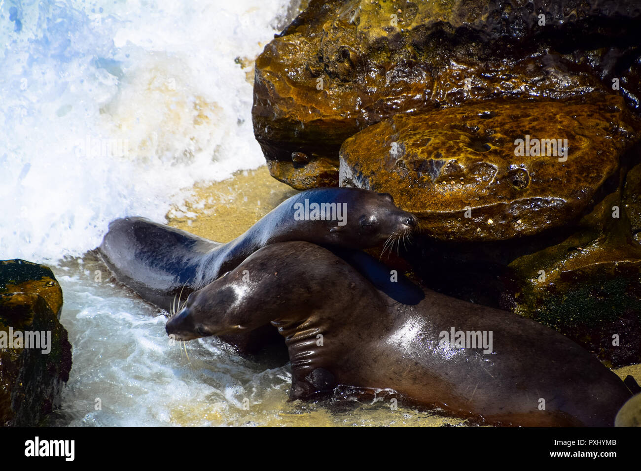 Les lions de mer bénéficiant d''une sieste sous le soleil d'après-midi de la Jolla Cove à La Jolla, Californie Banque D'Images