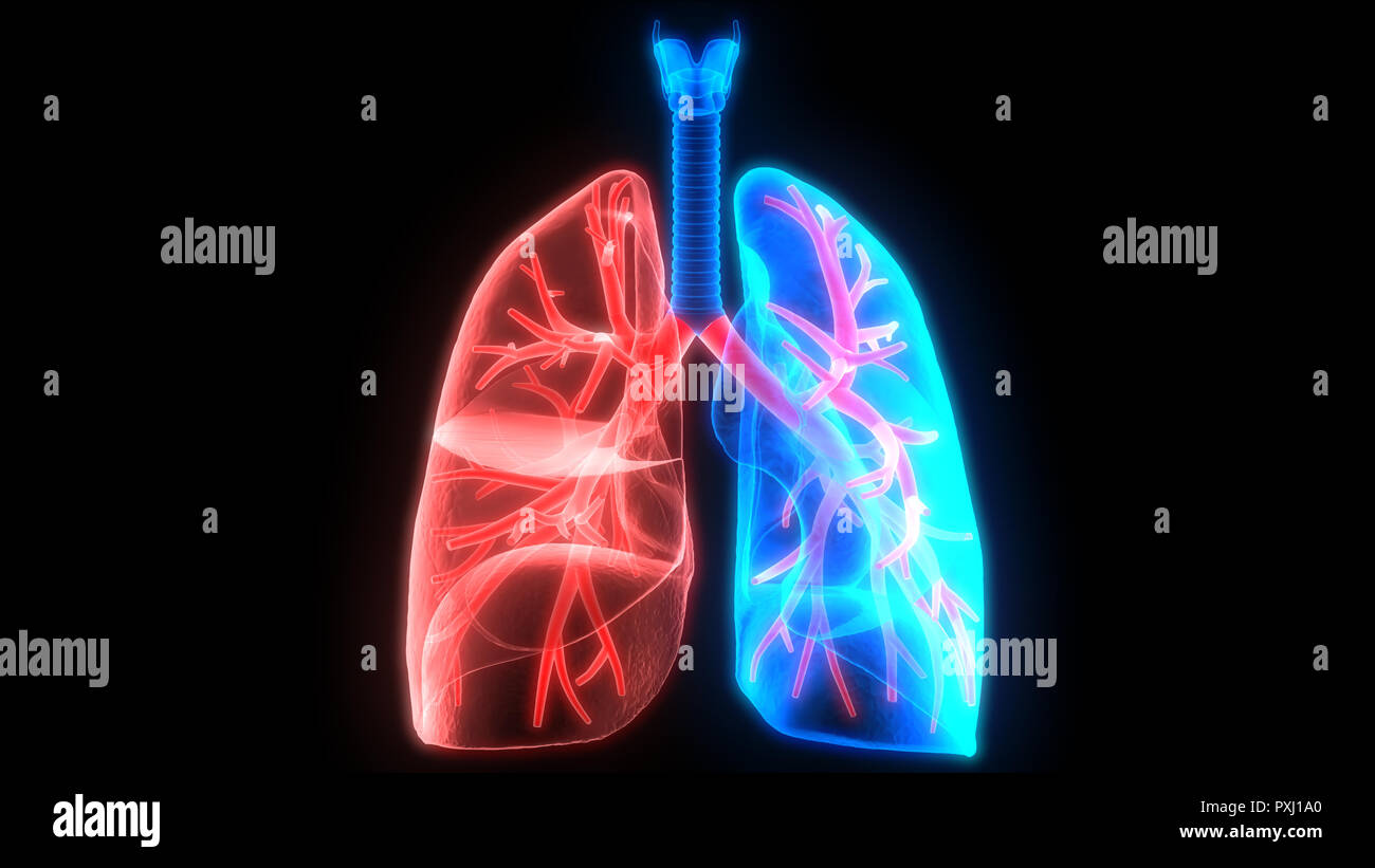 Anatomie du système respiratoire humain Banque D'Images