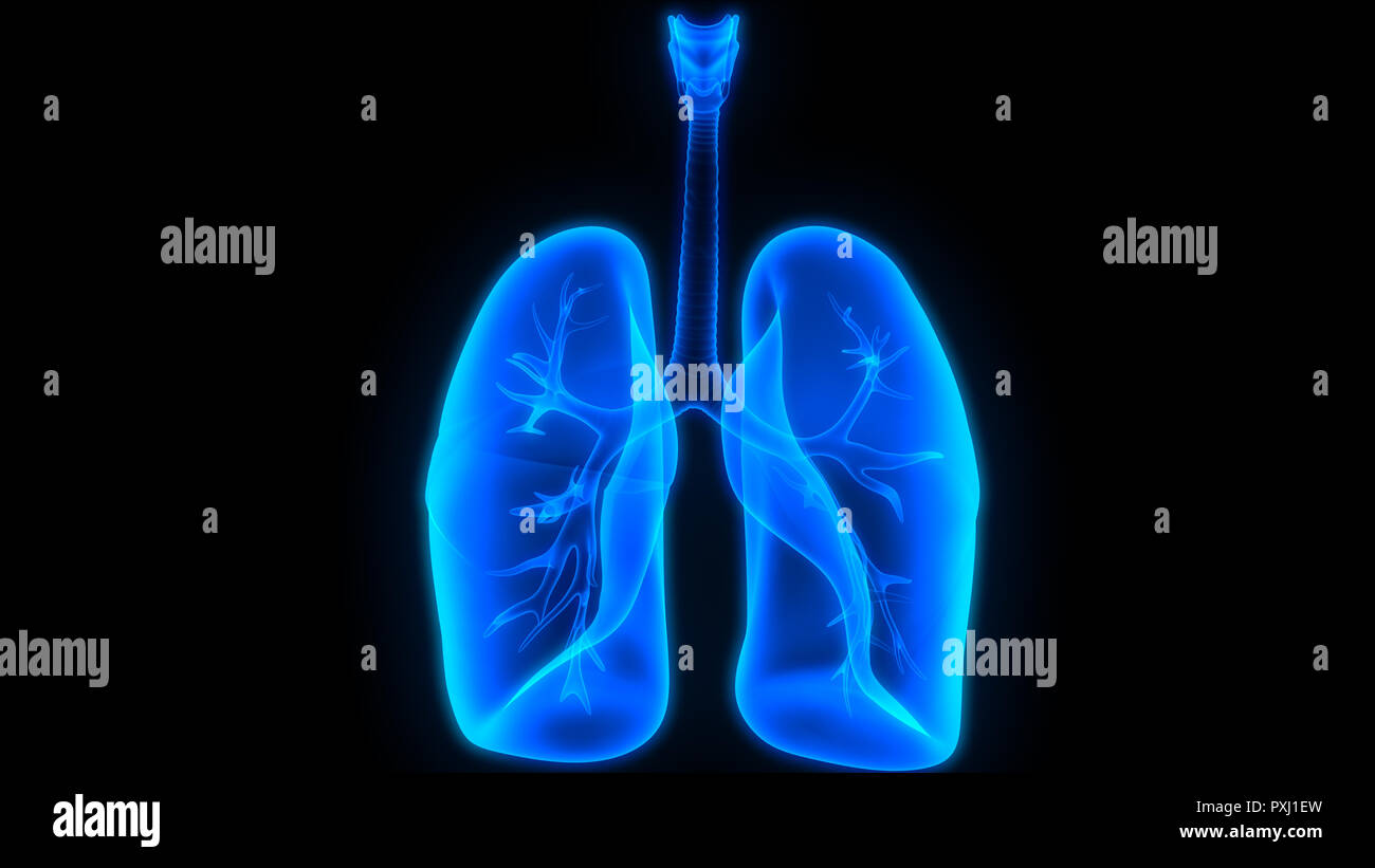 Anatomie du système respiratoire humain Banque D'Images