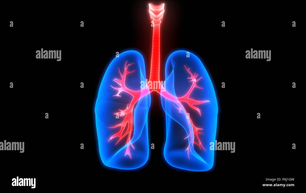Anatomie du système respiratoire humain Banque D'Images