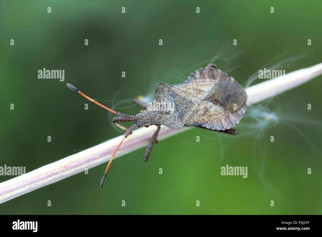 Coreus marginatus, bug Dock Banque D'Images