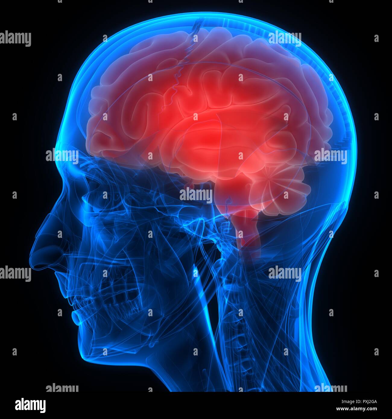 Cerveau humain avec l'anatomie du système circulatoire Banque D'Images Cerveau humain avec l'anatomie du système circulatoire Banque D'Images