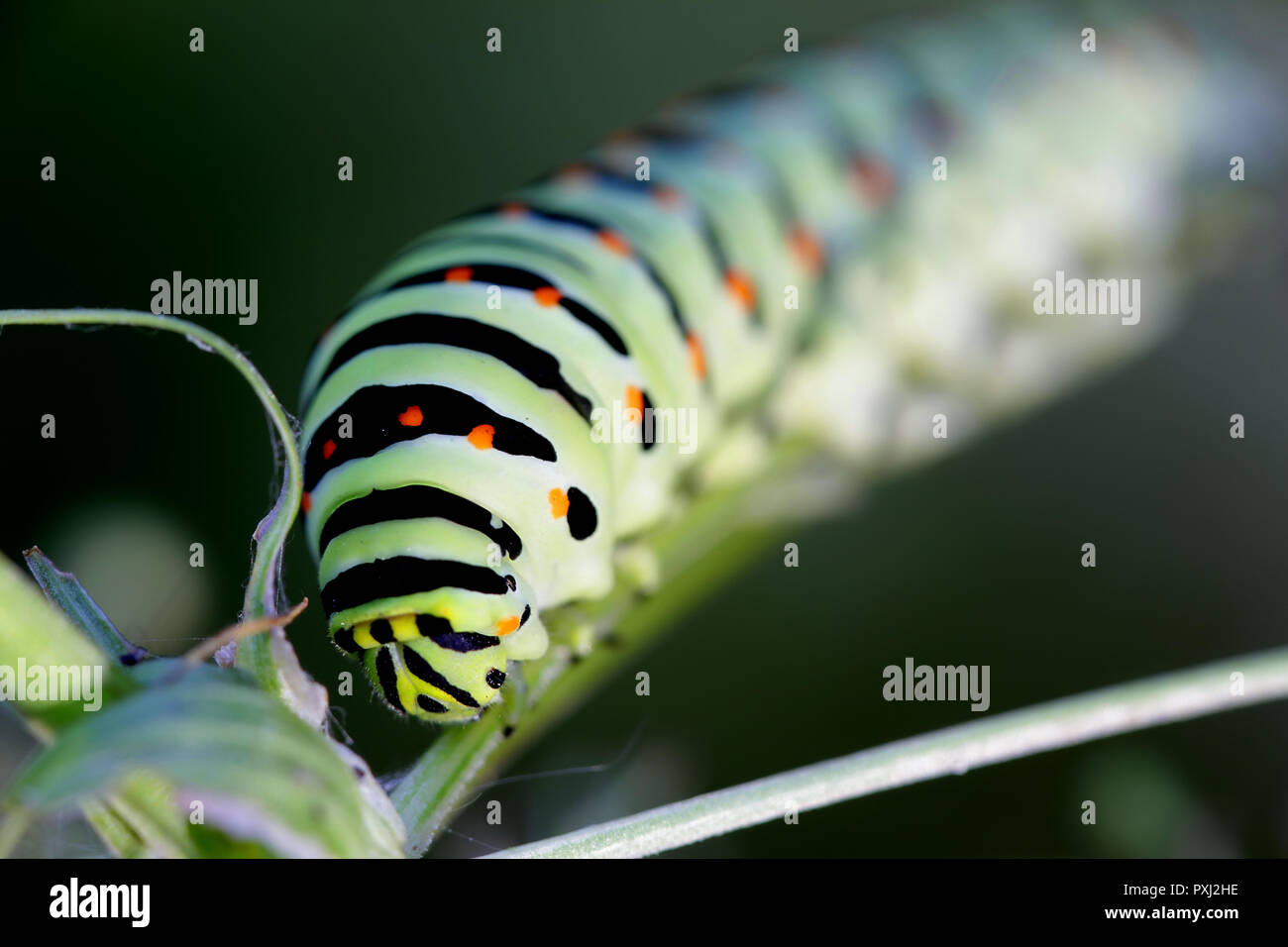Swallowtail butterfly Caterpillar Banque D'Images