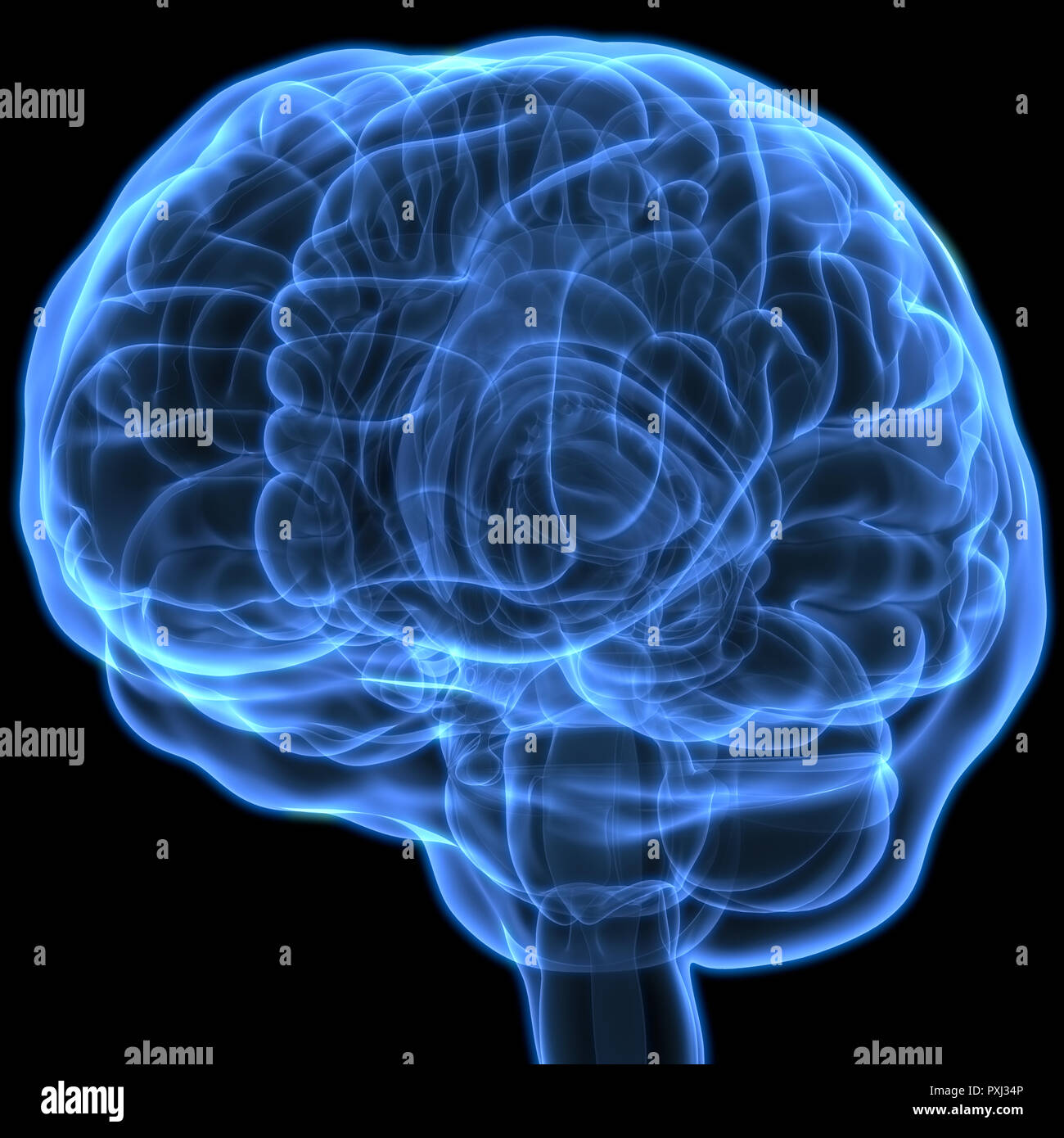 Cerveau humain avec l'anatomie du système circulatoire Banque D'Images Cerveau humain avec l'anatomie du système circulatoire Banque D'Images