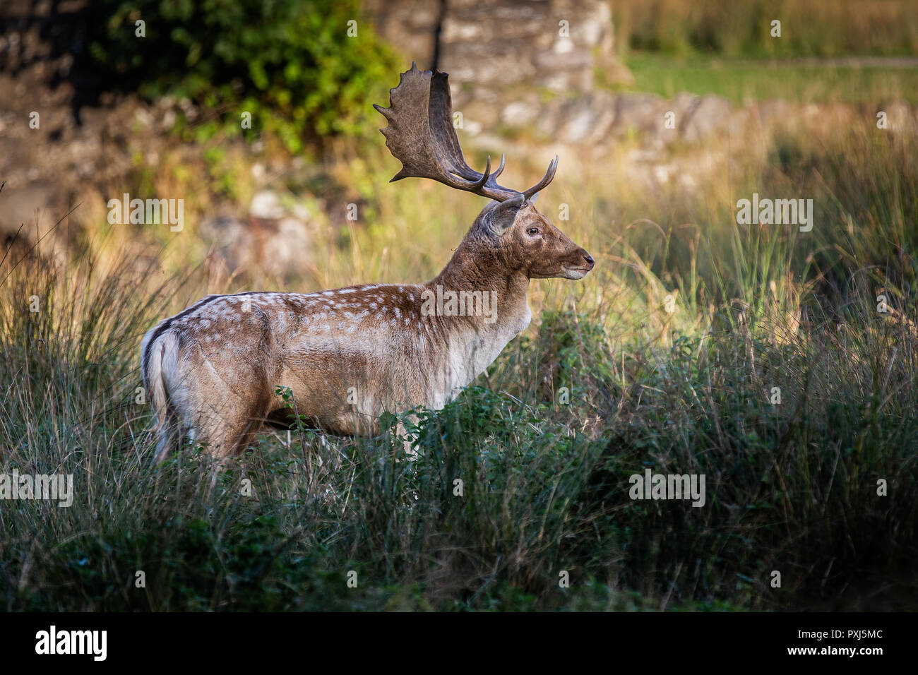 Cerf Daim photographié au Royaume-Uni en Leciestershire à Bradgate park. Un parc animalier avec les aires protégées pour permettre deer pour prospérer. Banque D'Images