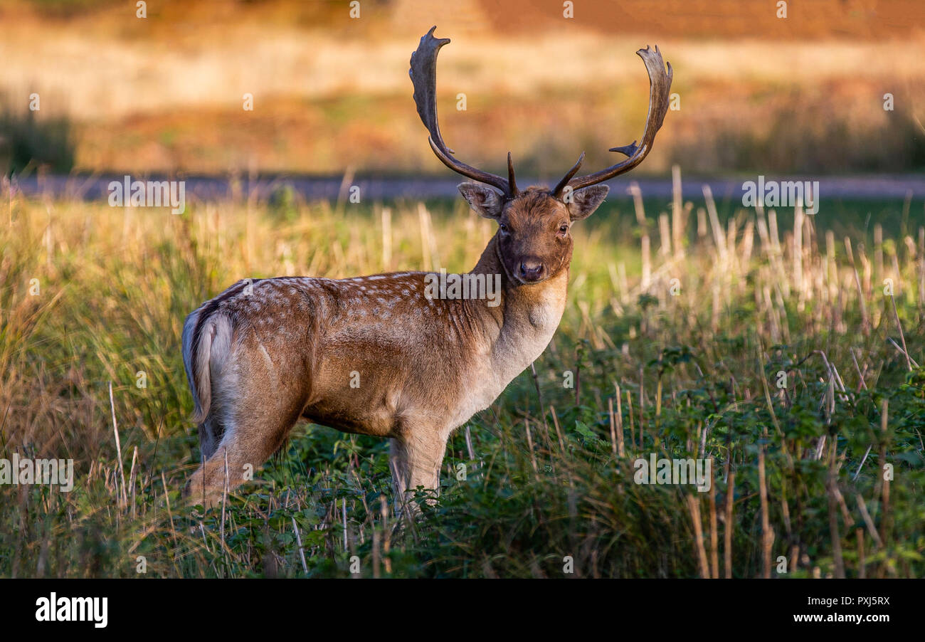 Cerf Daim photographié au Royaume-Uni en Leciestershire à Bradgate park. Un parc animalier avec les aires protégées pour permettre deer pour prospérer. Banque D'Images