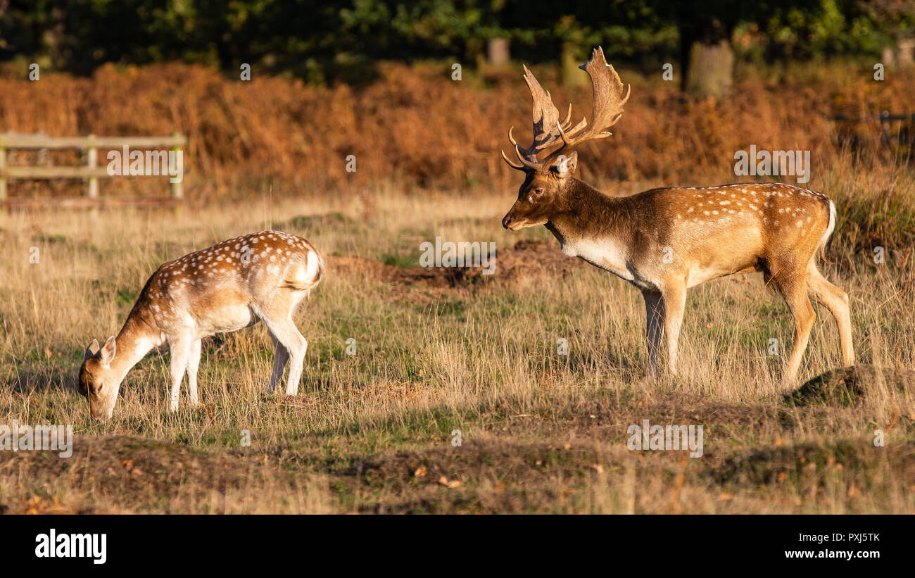 Cerf Daim photographié au Royaume-Uni en Leciestershire à Bradgate park. Un parc animalier avec les aires protégées pour permettre deer pour prospérer. Banque D'Images