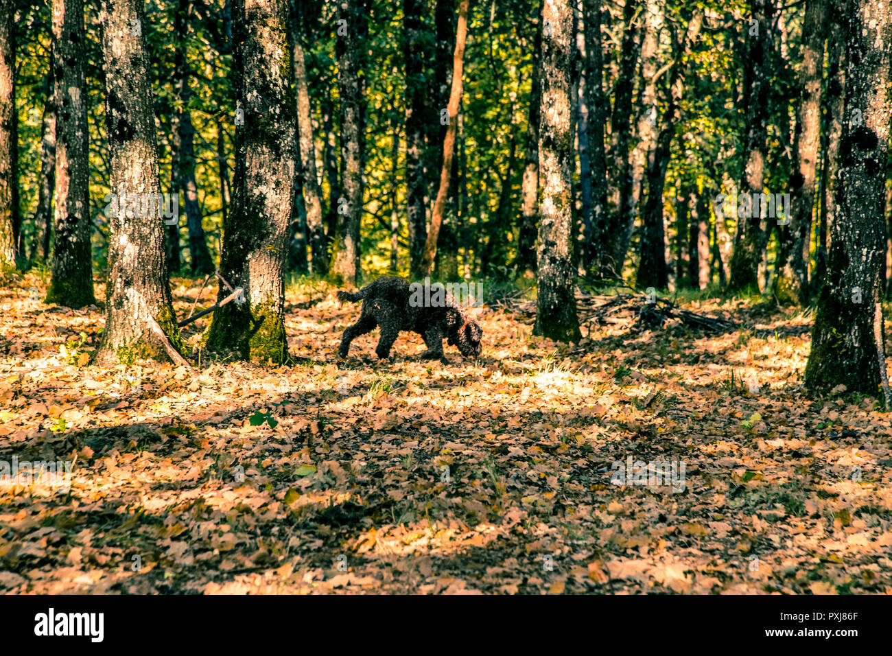 Chien aidant à récolter des truffes noires en Bourgogne, France. Vous ne pouvez pas voir le chien pour les arbres. Chien sniffer de truffe Elfe à la recherche Banque D'Images