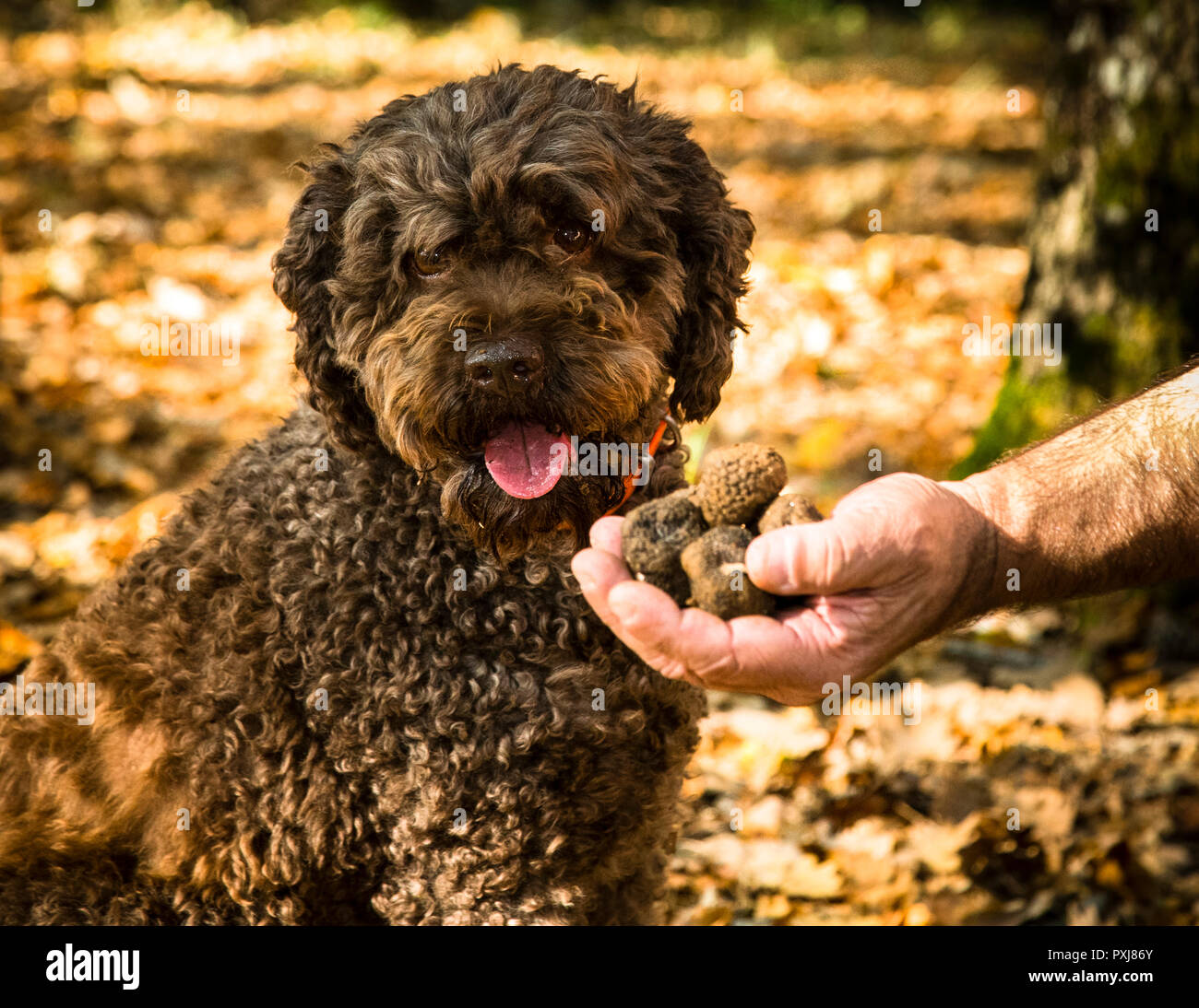 Chien truffier Elfe, un Lagotto Romagnolo portant un collier orange, renifle plusieurs truffes dans la main de Thierry Bezeux, la langue sortie, sur le terrain truffier près de Marey-lès-Fussey en Bourgogne, France. Le chien de neuf ans aide à récolter des truffes noires. En formation, les chiens apprennent à déceler les truffes mûres et peuvent les indiquer à une profondeur de dix à douze centimètres. Banque D'Images
