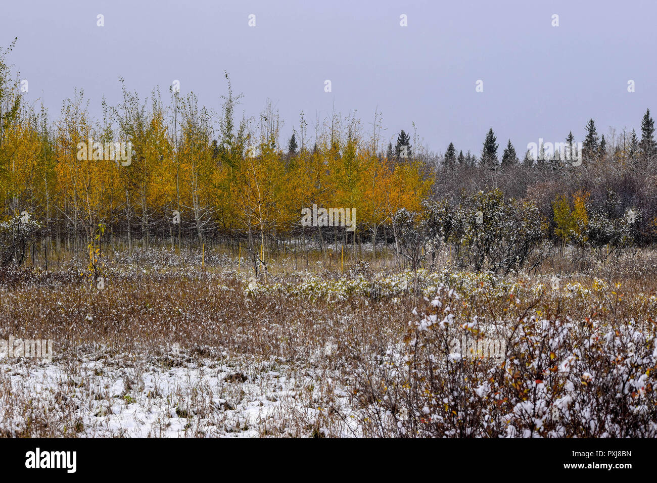 Première neige de la saison à Calgary Banque D'Images