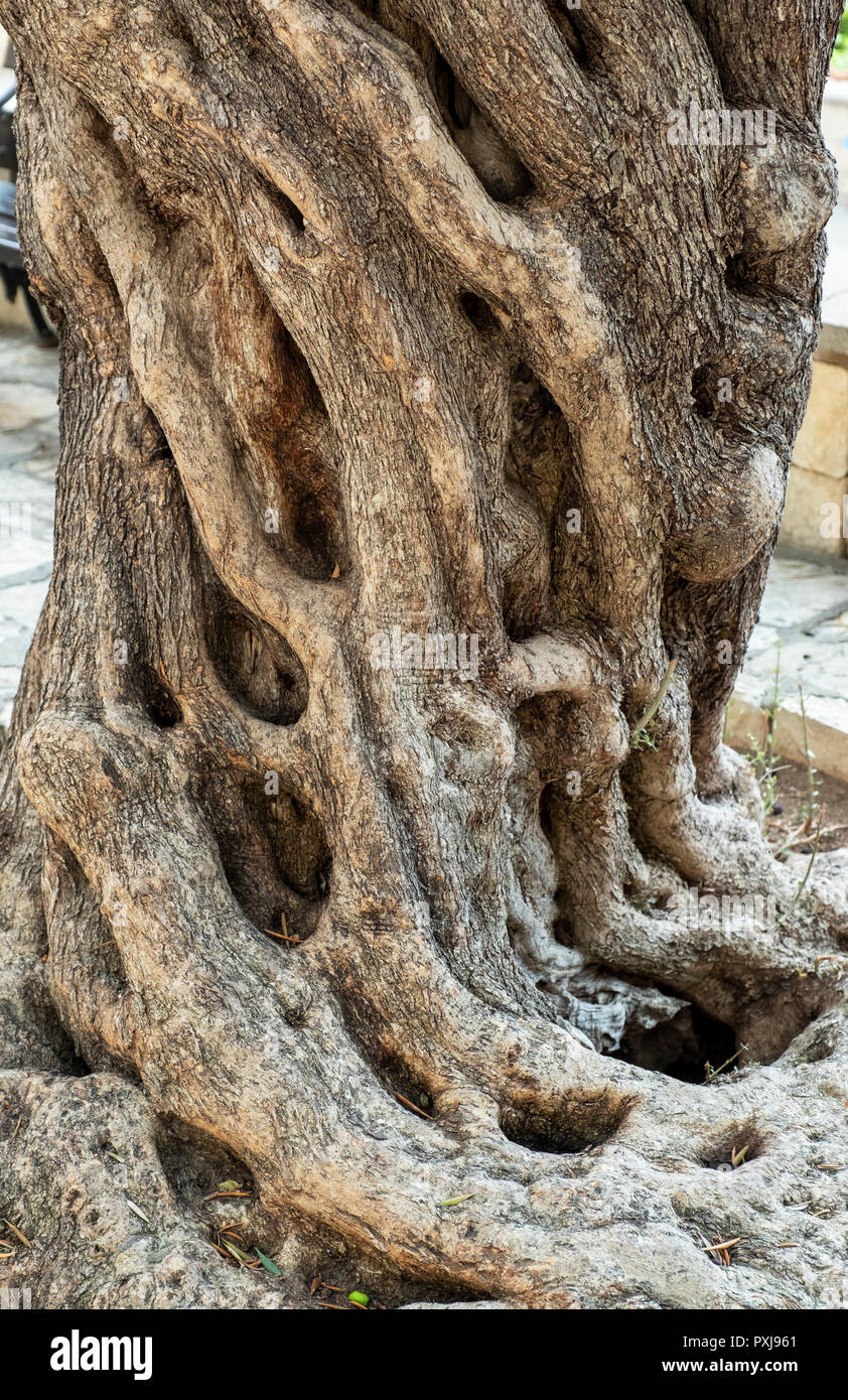 Oliviers noueux tronc de l'arbre à l'extérieur de la basilique de l'Agios Neophytos monastère près de Tala, Paphos, Chypre Région. Banque D'Images