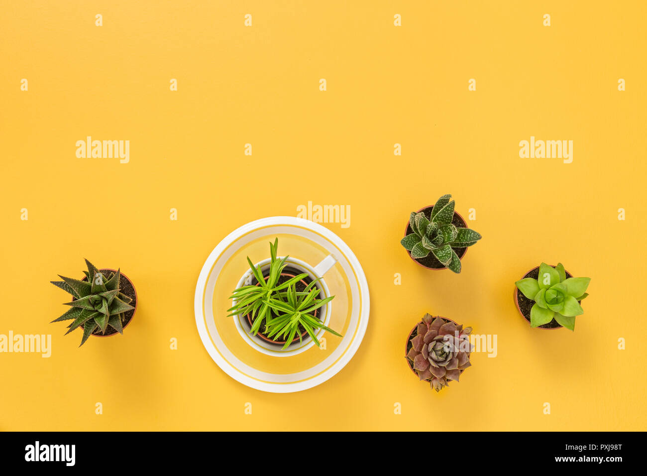 Les plantes succulentes sur fond jaune joyeux, avec l'exemplaire de l'espace. Banque D'Images