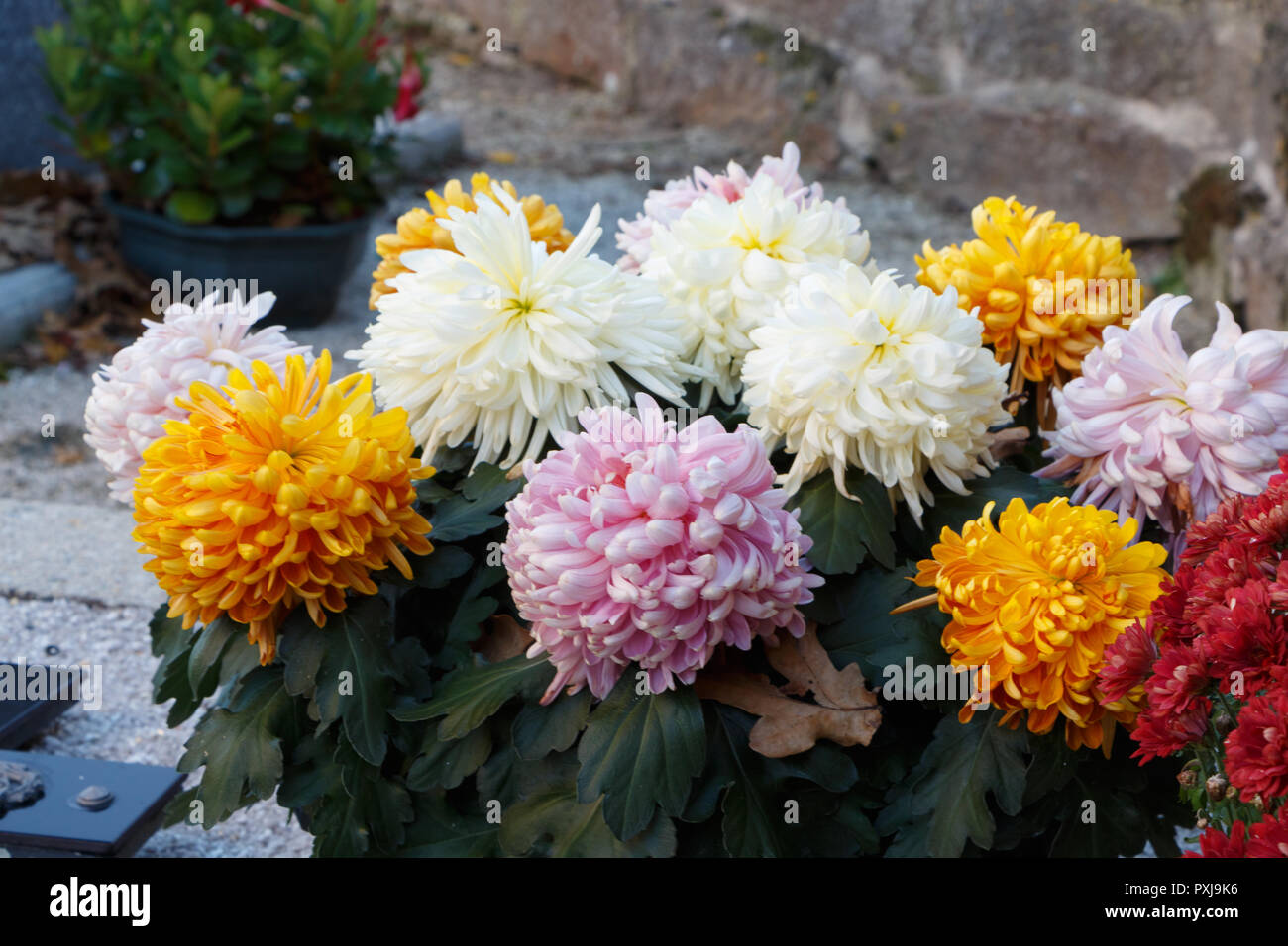 Usine de chrysanthème multicolore sur une pierre tombale pour la Toussaint Banque D'Images