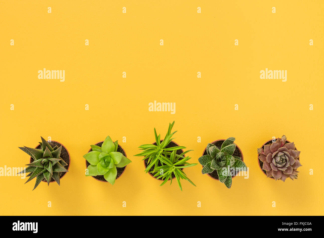 Rangée de petites plantes succulentes sur fond jaune vif, avec l'exemplaire de l'espace. Banque D'Images