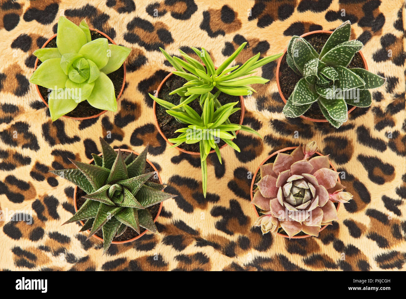 Différents types de plantes succulentes en pot sur fond léopard. Banque D'Images