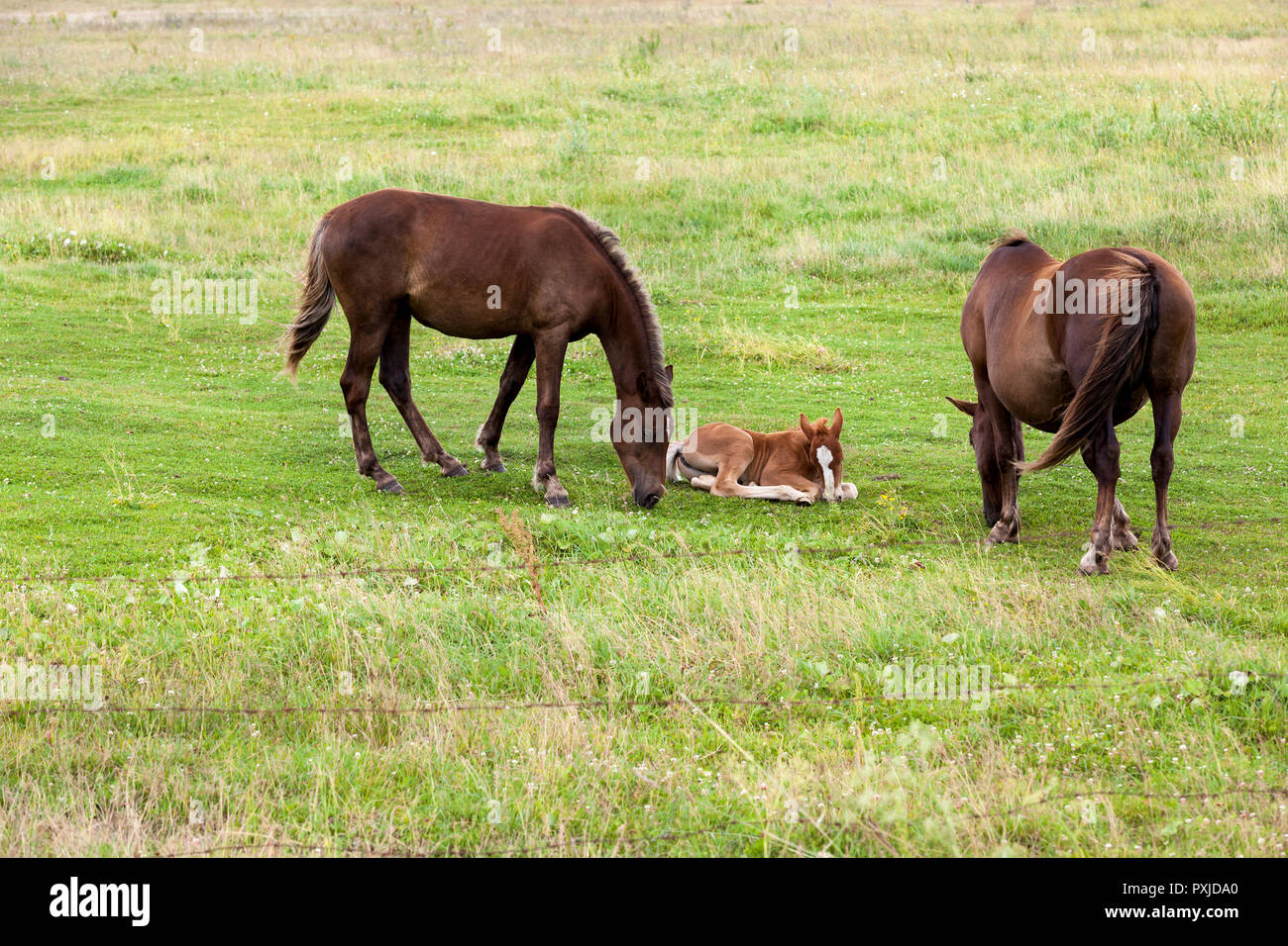 Famille d'un cheval adulte et un petit poulain alors que le pâturage dans une clairière avec de l'herbe verte, l'été Banque D'Images