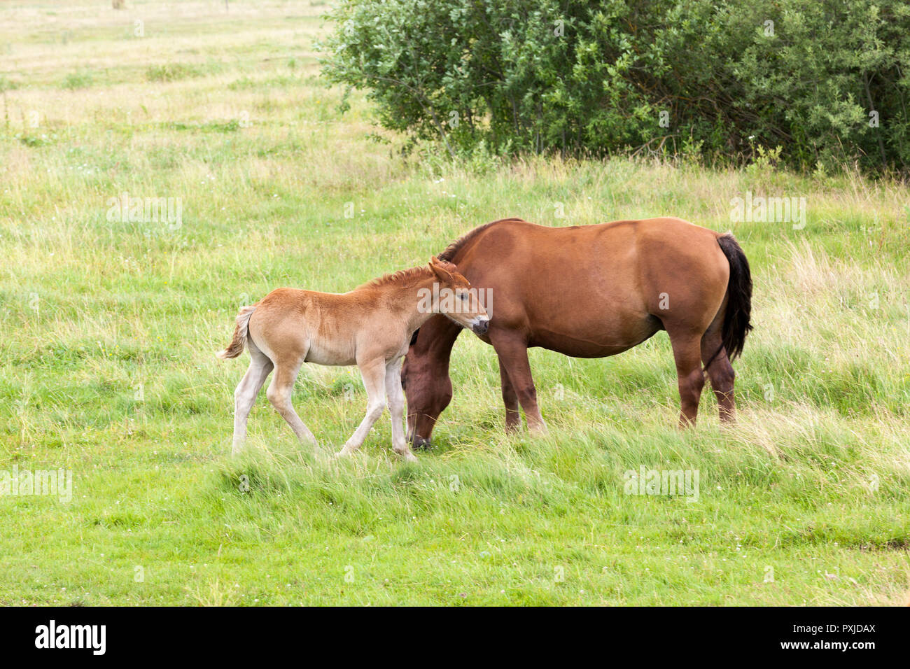 Famille d'un cheval adulte et un petit poulain alors que le pâturage dans une clairière avec de l'herbe verte, l'été Banque D'Images