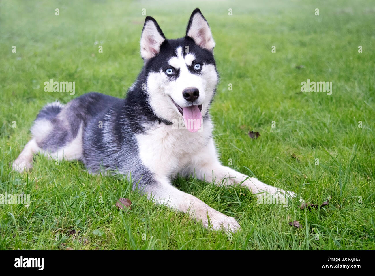 Husky Sibérien est dans l'herbe verte se trouve Banque D'Images