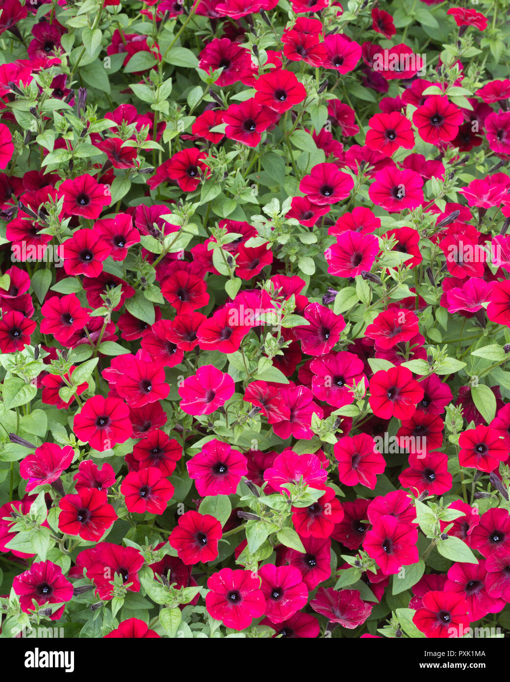 Le pétunia (pétunia x hybrida) est orné de fleurs dans un jardin d'exposition sur le campus de l'Université de la Saskatchewan, à Saskatoon, au Canada Banque D'Images