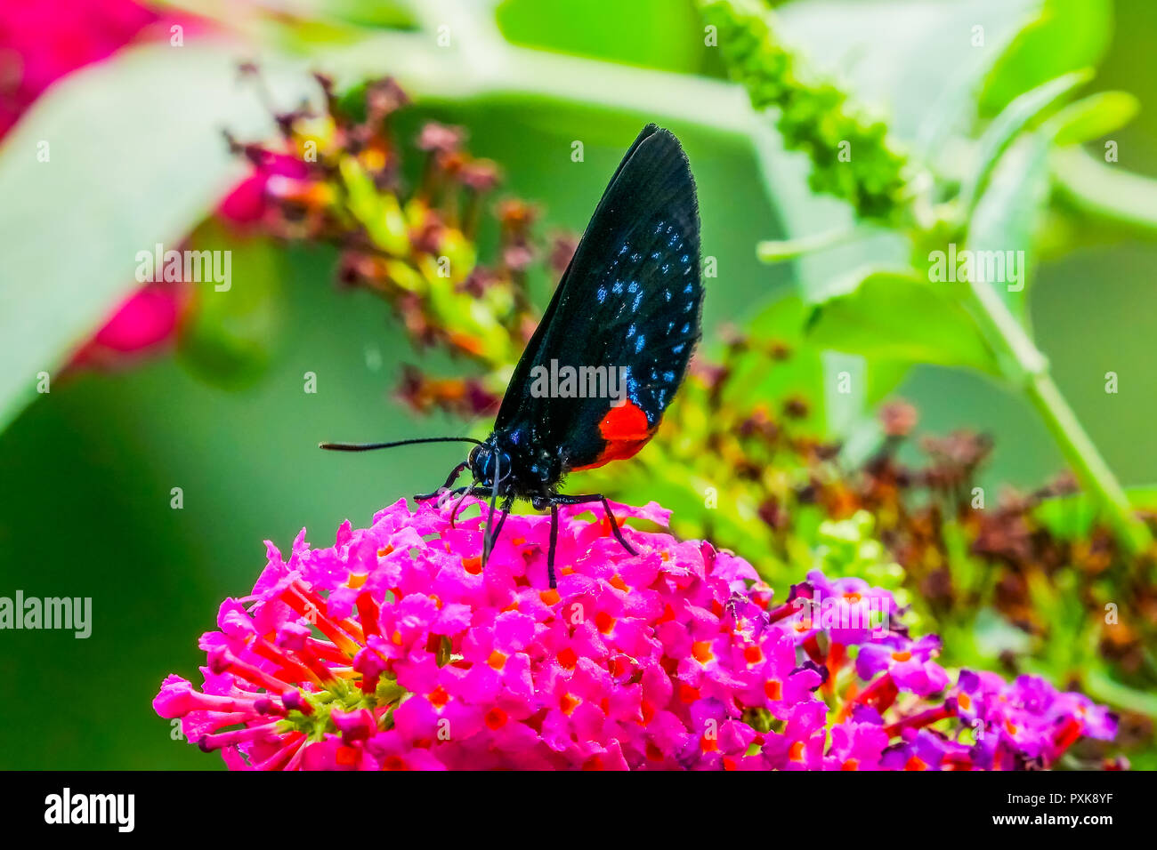 Le Noir Bleu Rouge l'Atala atala Bettongia Papillon fleur rose sur Nectar Potable Banque D'Images Le Noir Bleu Rouge l'Atala atala Bettongia Papillon fleur rose sur Nectar Potable Banque D'Images