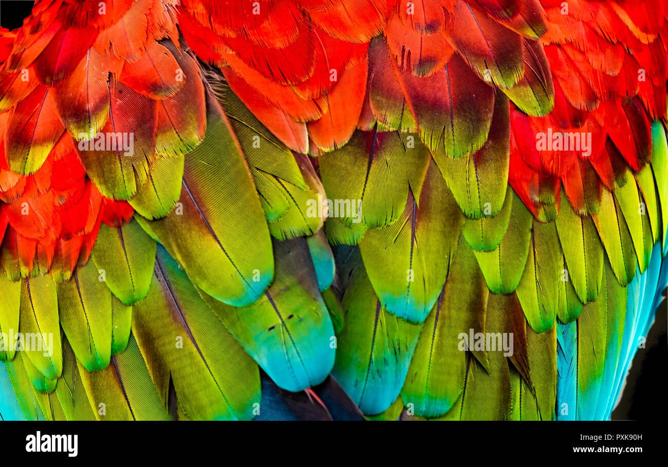 Rouge Vert Macaw Ara Aile Verte Plumes de fond Abstract Banque D'Images