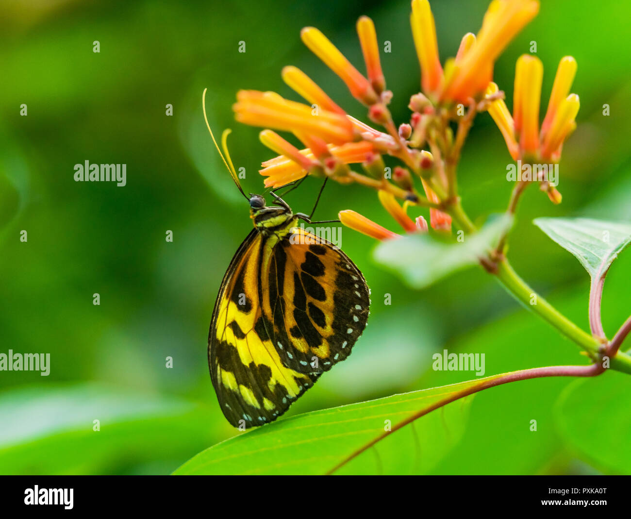 Grand Tigre Orange Jaune Papillon monarque, Lycorea Cleobaea, assis sur feuille verte avec des ailes repliées Macro Banque D'Images