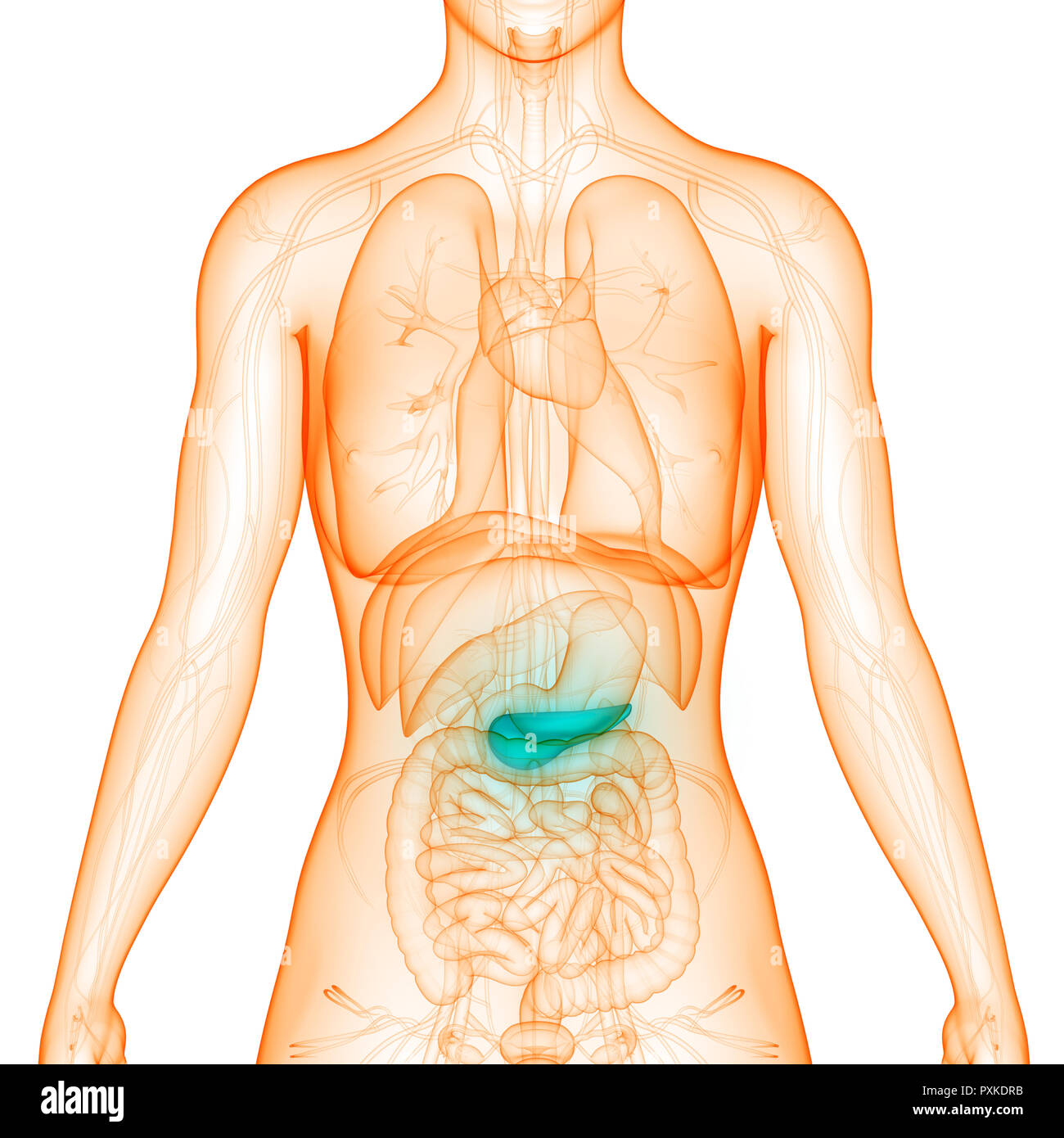 Les organes internes du corps humain Anatomie du pancréas Banque D'Images