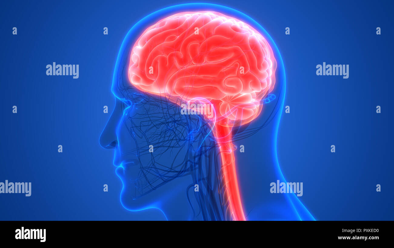 Cerveau humain avec l'anatomie du système circulatoire Banque D'Images Cerveau humain avec l'anatomie du système circulatoire Banque D'Images