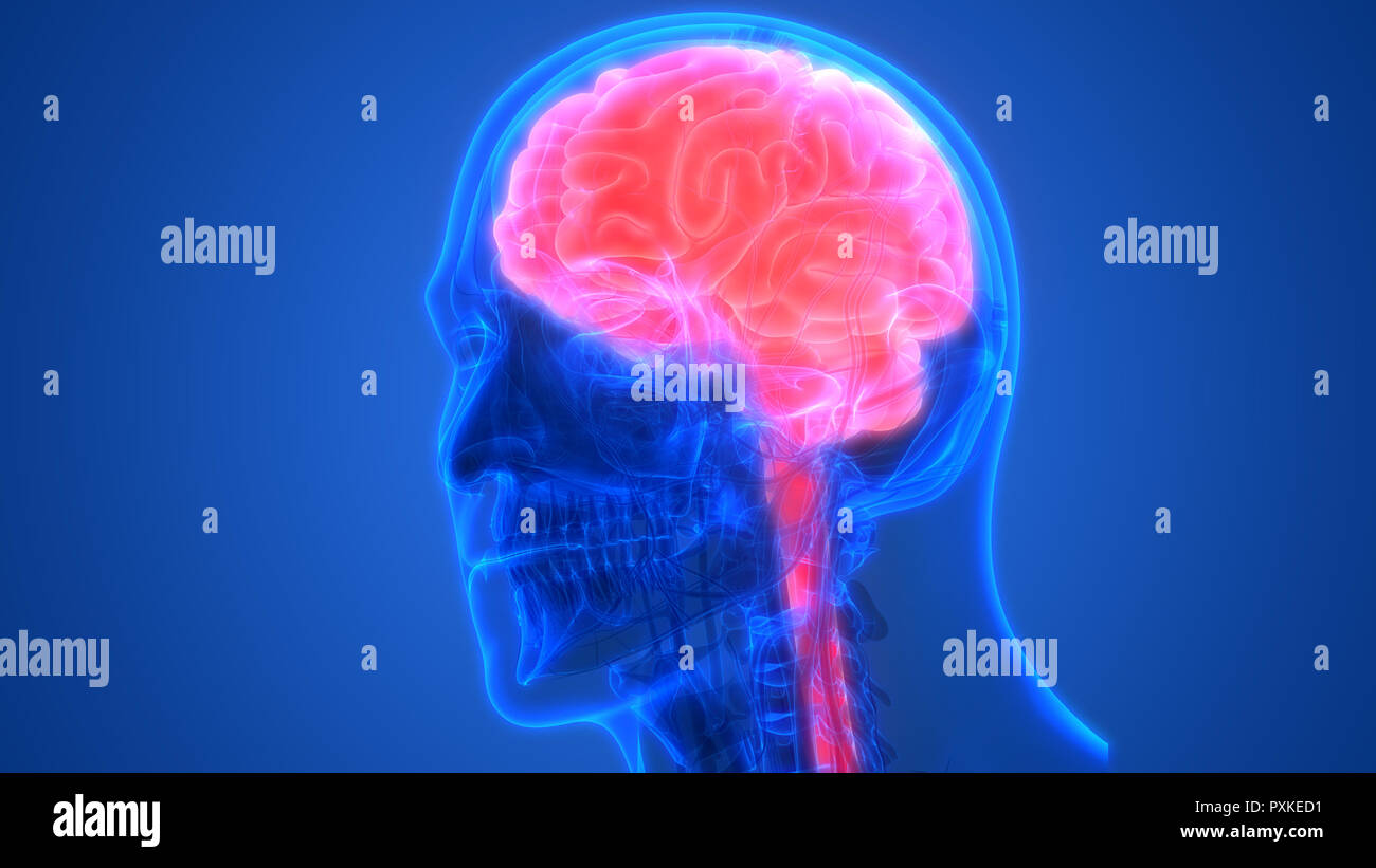 Cerveau humain avec l'anatomie du système circulatoire Banque D'Images Cerveau humain avec l'anatomie du système circulatoire Banque D'Images