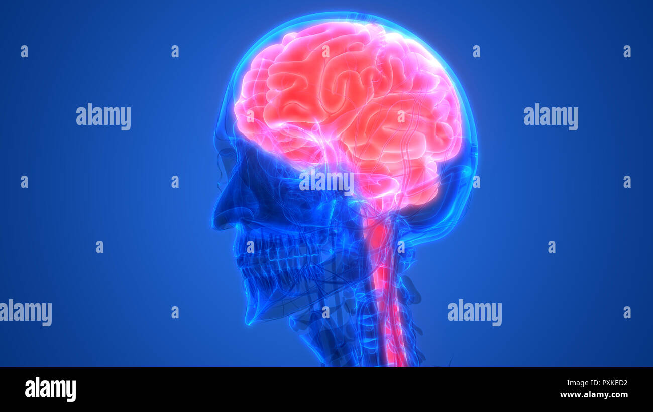 Cerveau humain avec l'anatomie du système circulatoire Banque D'Images Cerveau humain avec l'anatomie du système circulatoire Banque D'Images