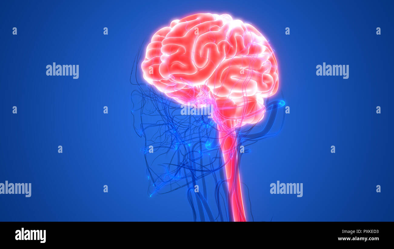 Cerveau humain avec l'anatomie du système circulatoire Banque D'Images Cerveau humain avec l'anatomie du système circulatoire Banque D'Images